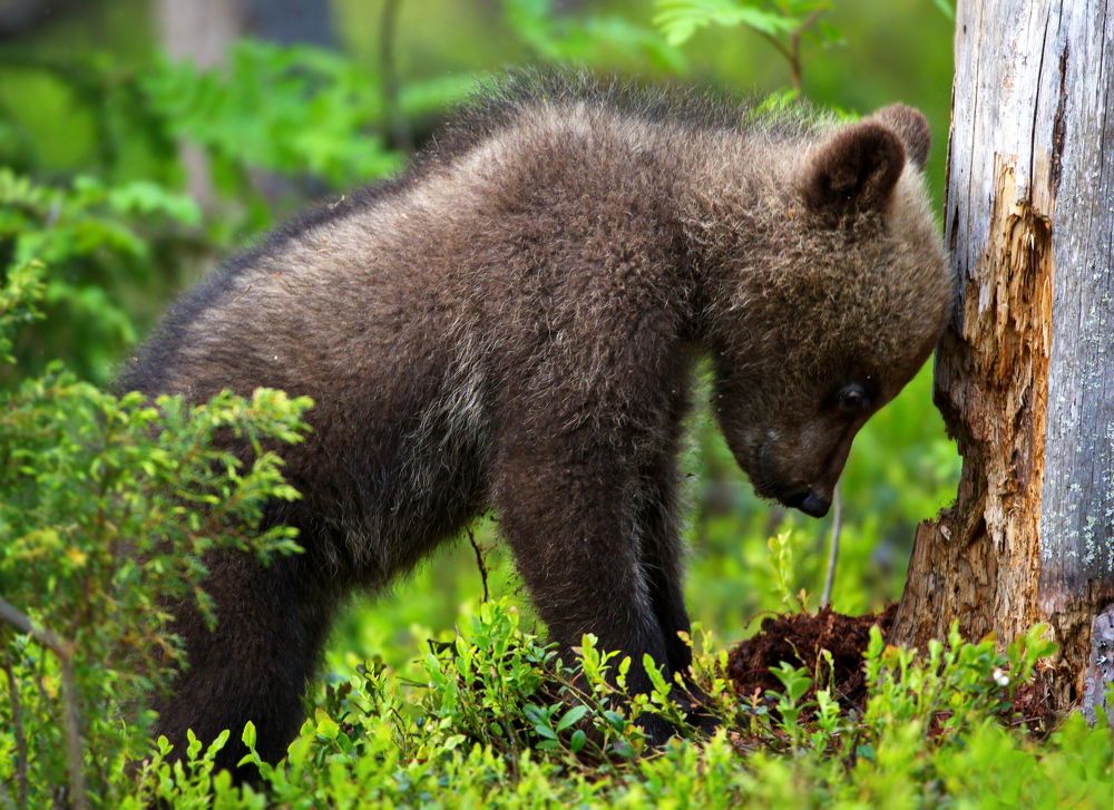 Подгрызу и забодаю!
