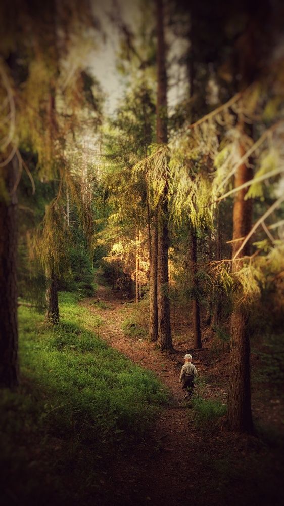 Сказочно страшный лес... стой!