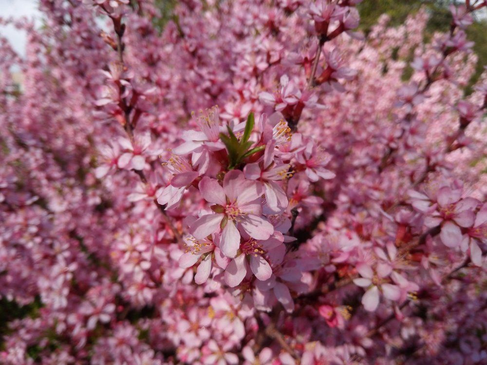 Миндальный цвет