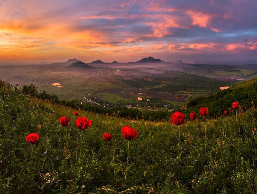 Прицветниковый мак, или бештаугорский.