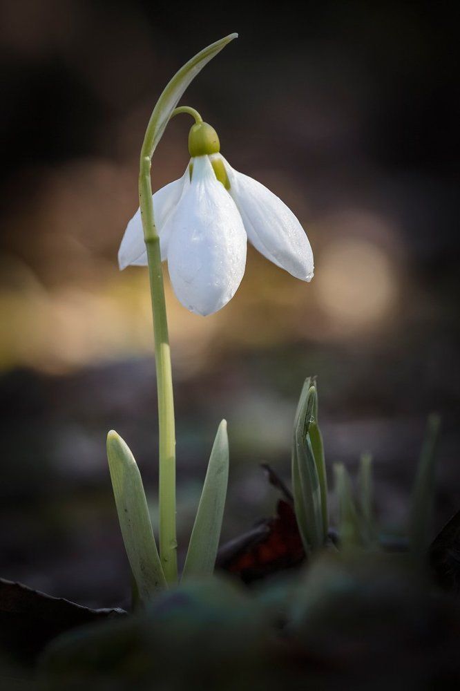 snowdrop