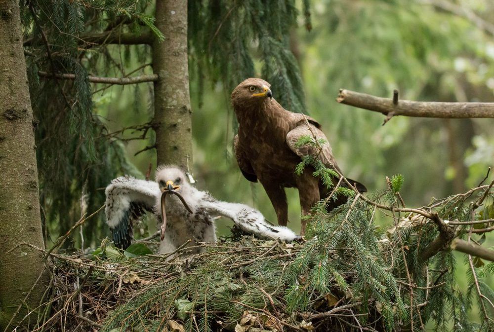 Родительская забота