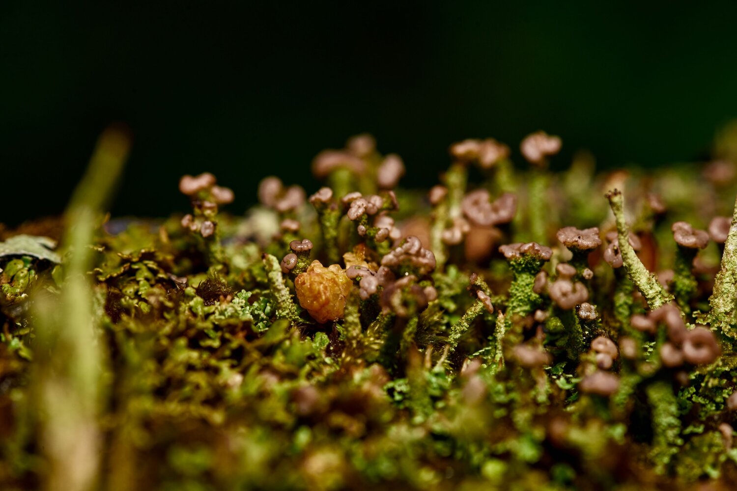 Photo #13500081