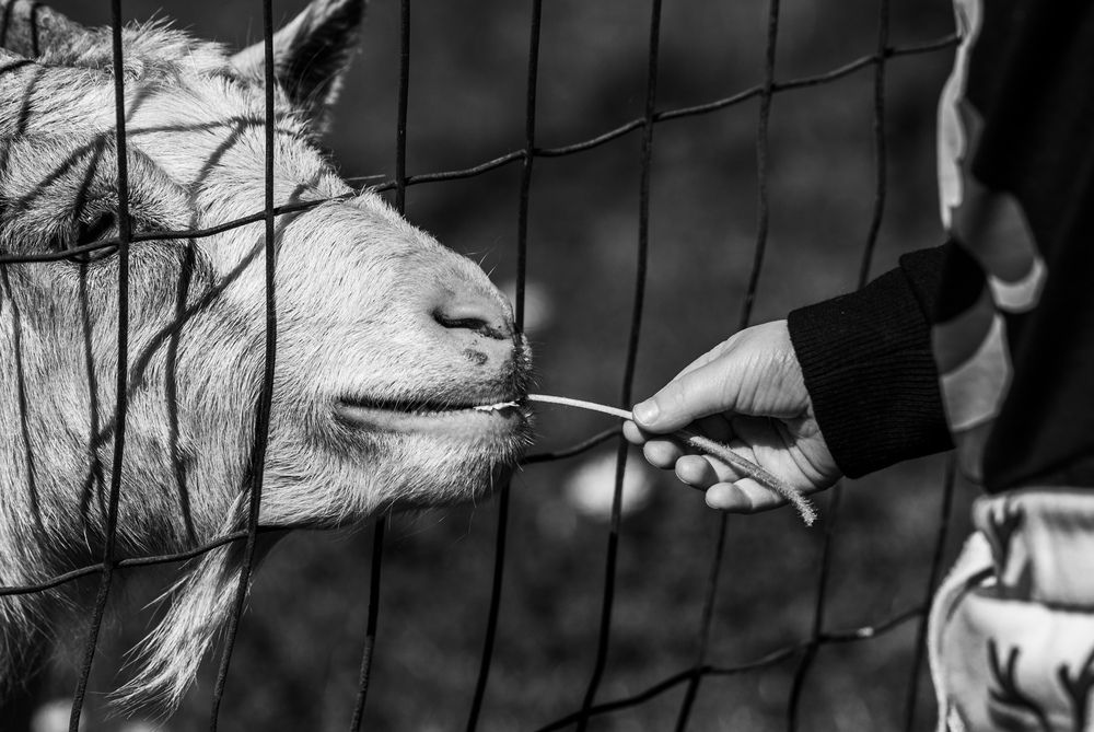 Photograph by Richard Blackwood