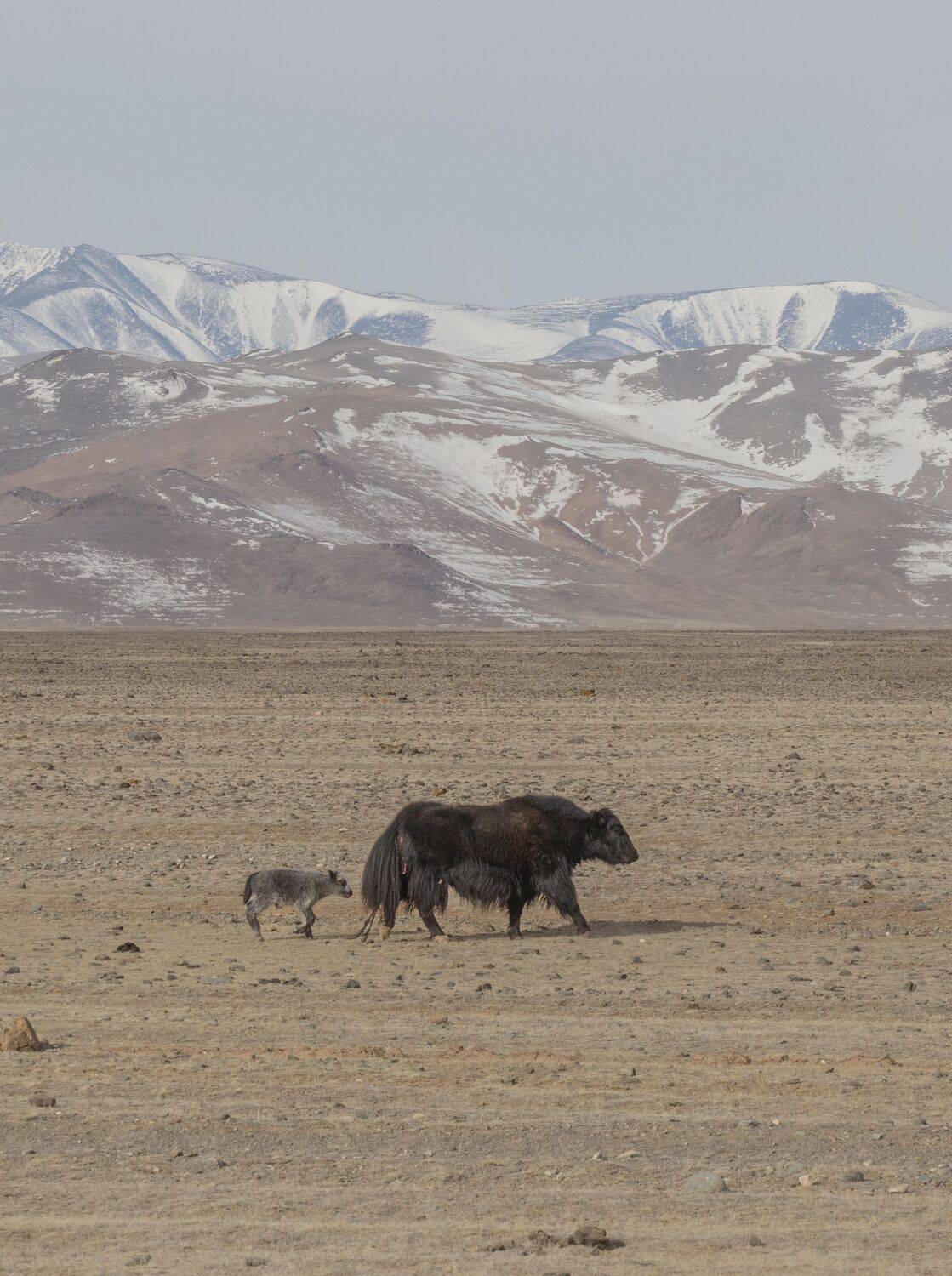 Фотография #13500265