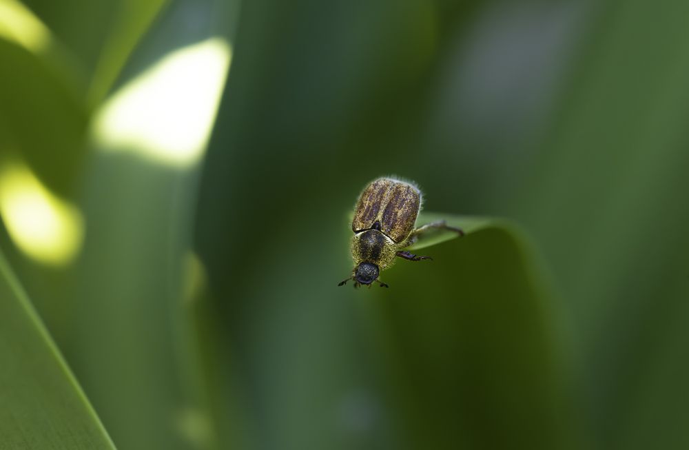 Beetal