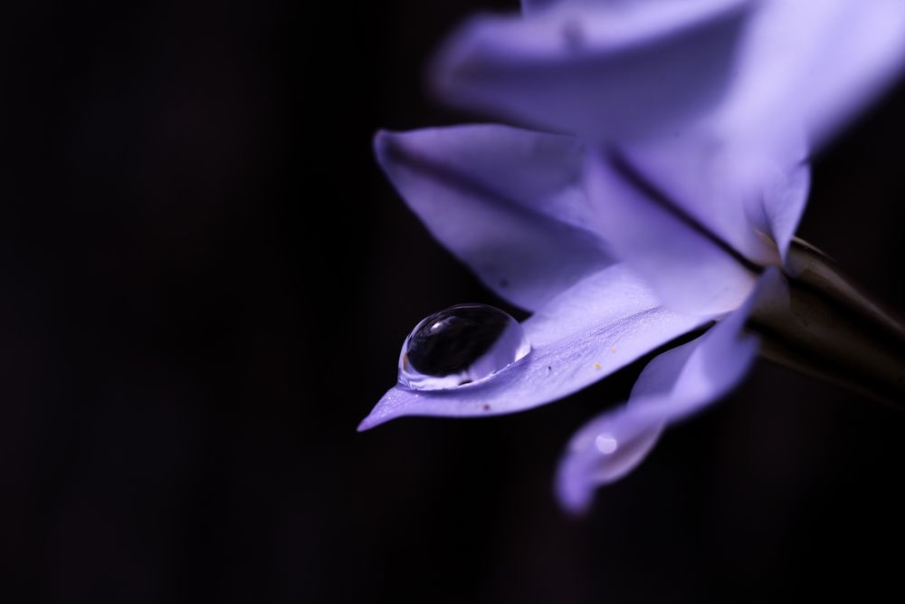 Lone Droplet