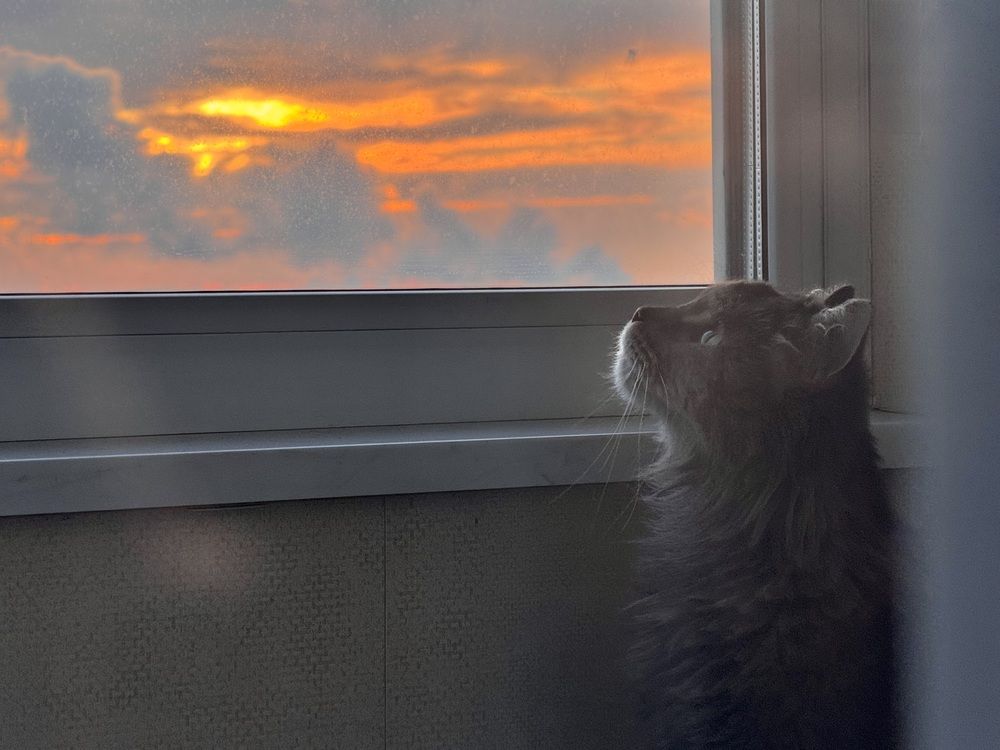 Кот и дым