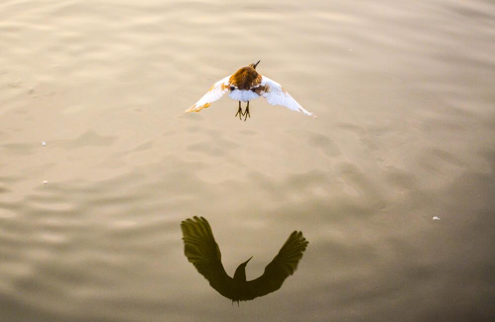 Catch me if you Can