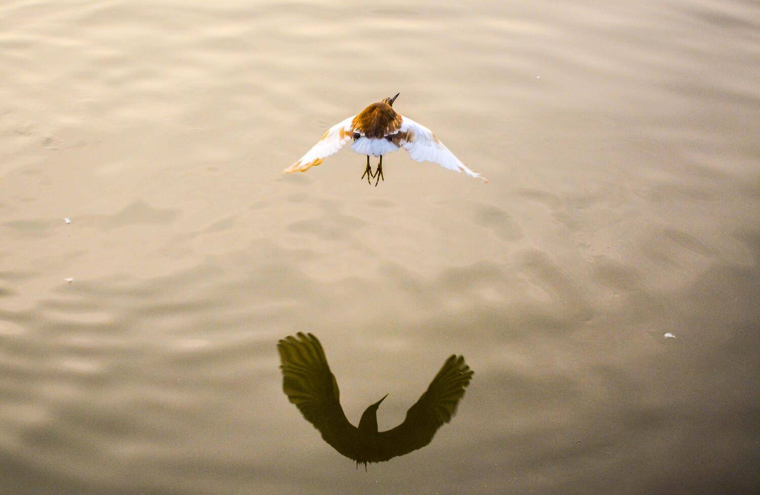 Catch me if you Can