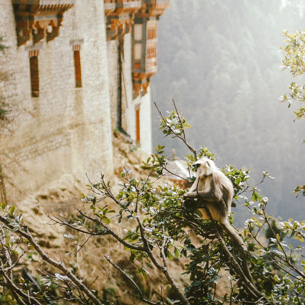 Photograph by Lodray Jamtsho