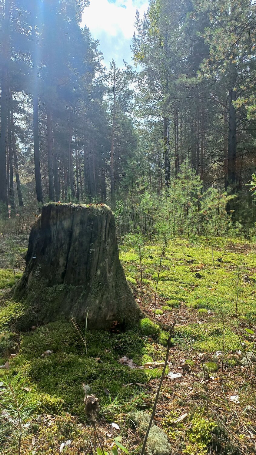 Photo #13501549