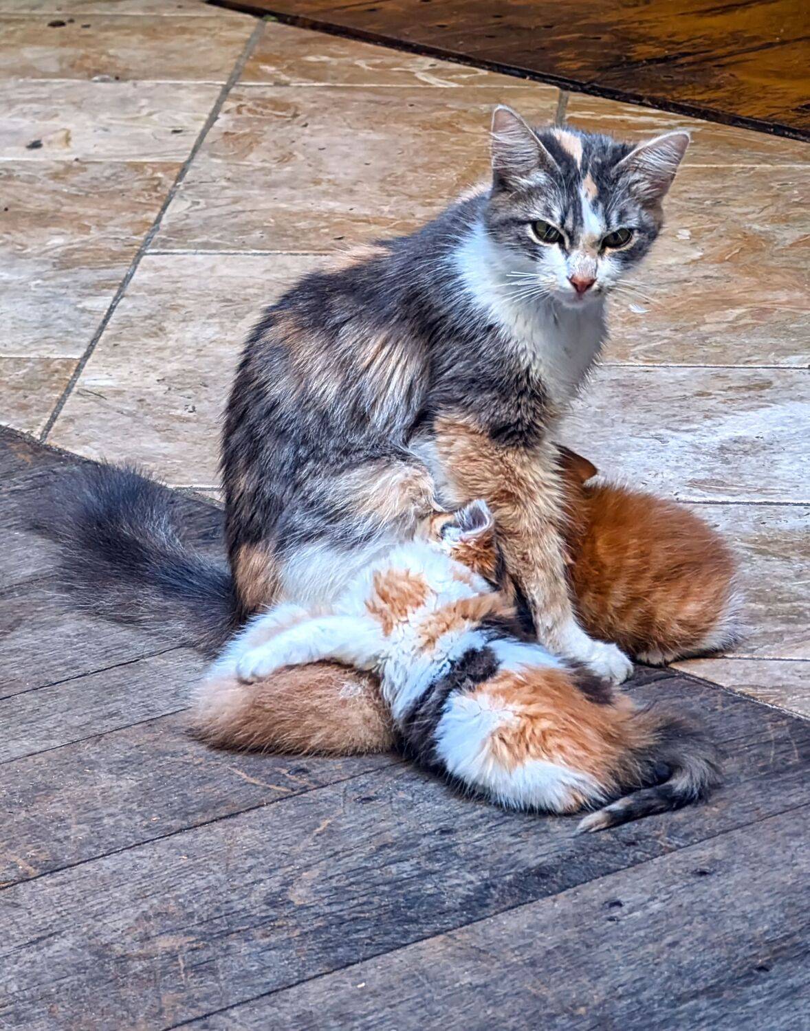 A mother and three cubs