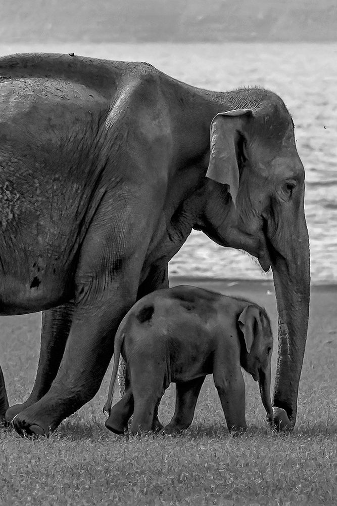 Photograph by Saumi Biswas