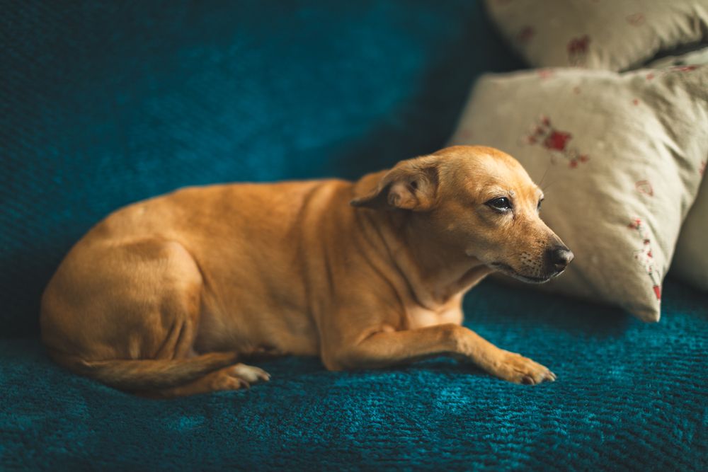 Old dog