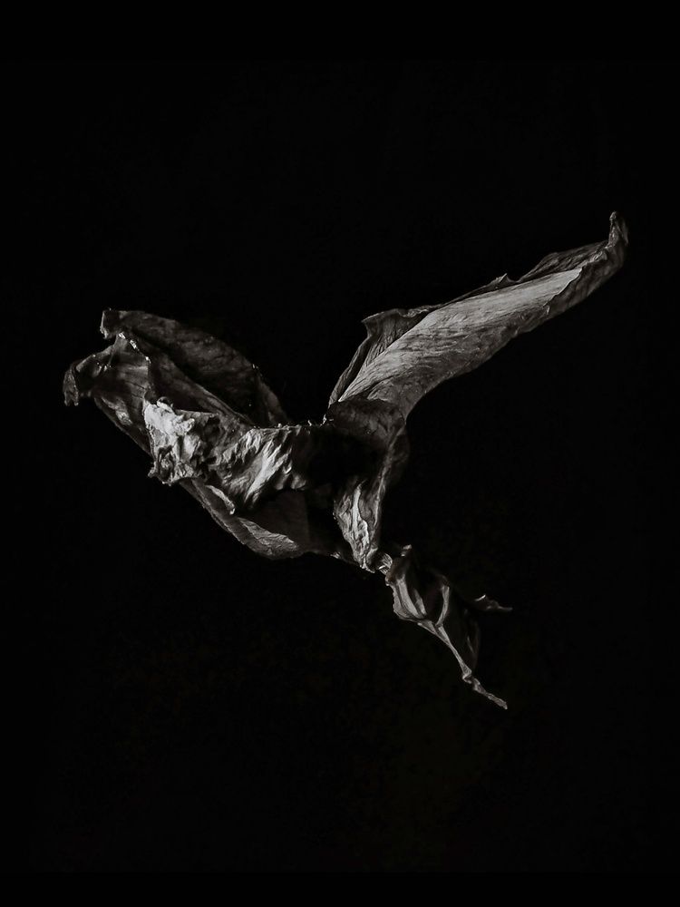 Emergence