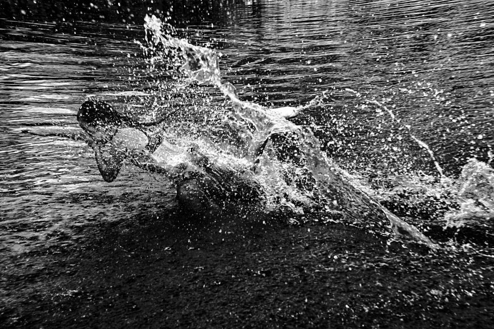 Liquid Flight