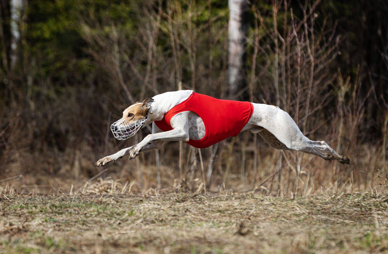 Photo #13502502