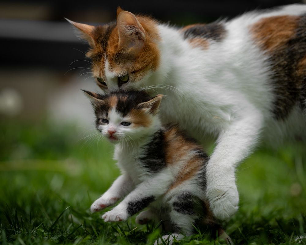 Photograph by Mustafa Sahin