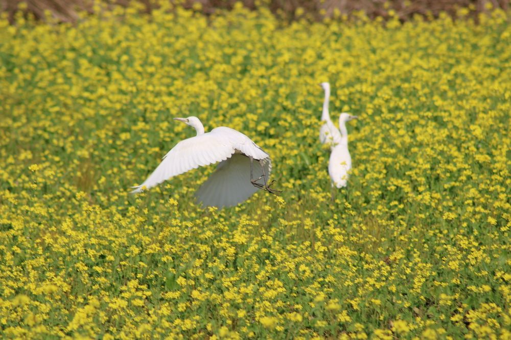 Photograph by Malay Swarnakar