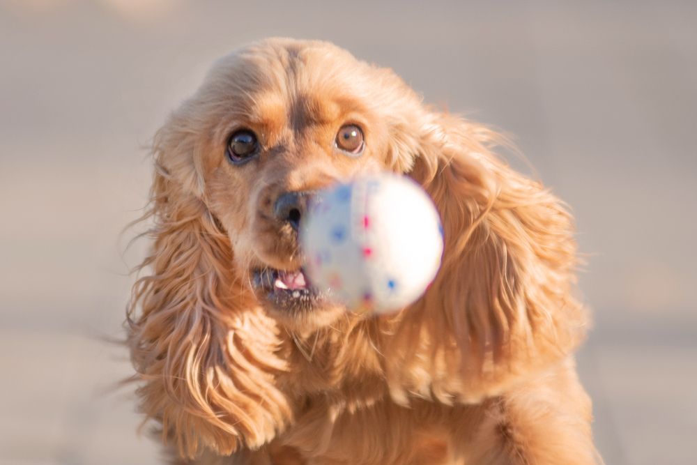 Сейчас поймаю