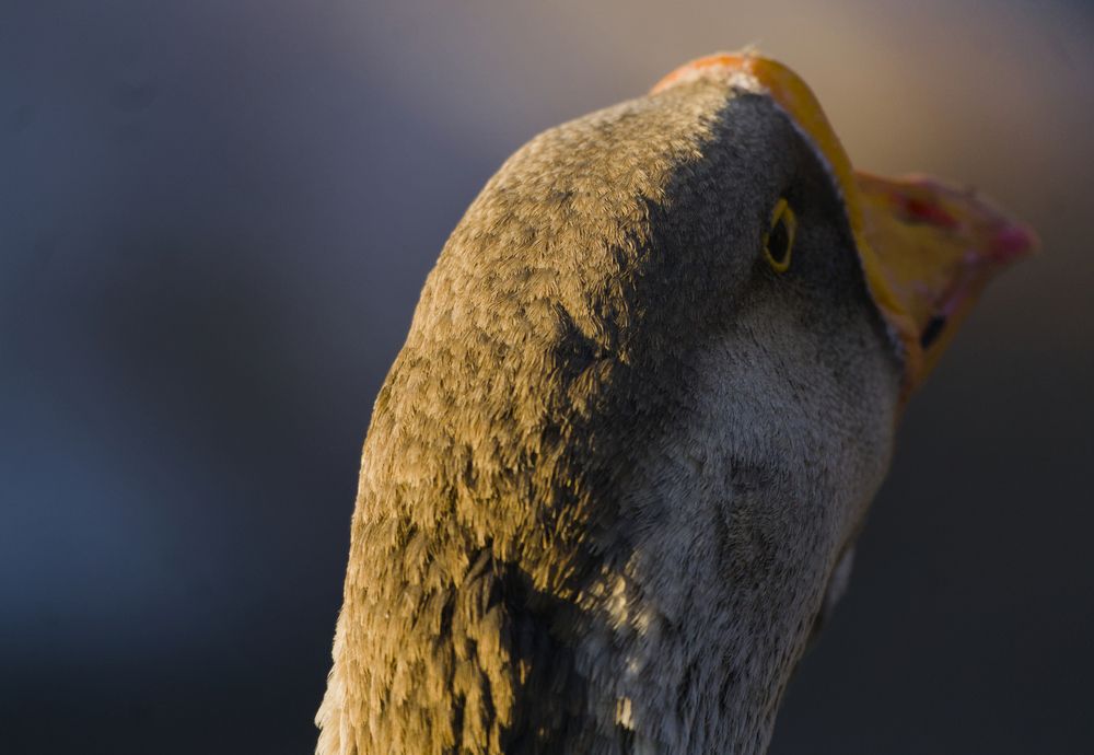 Photograph by Andrei Borisov