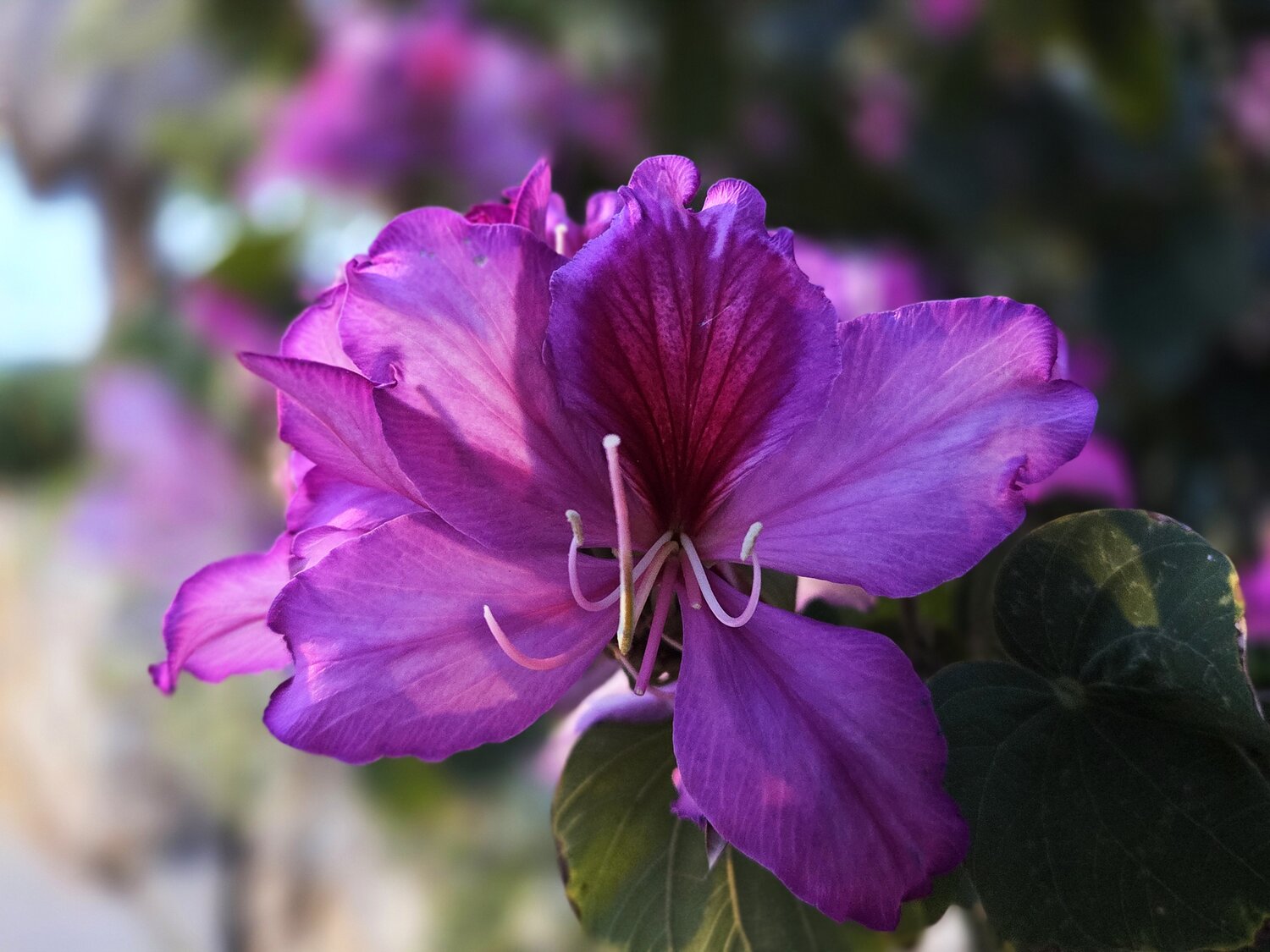 Orchid tree