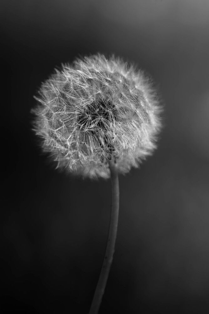 Photograph by Djordjevic Milan