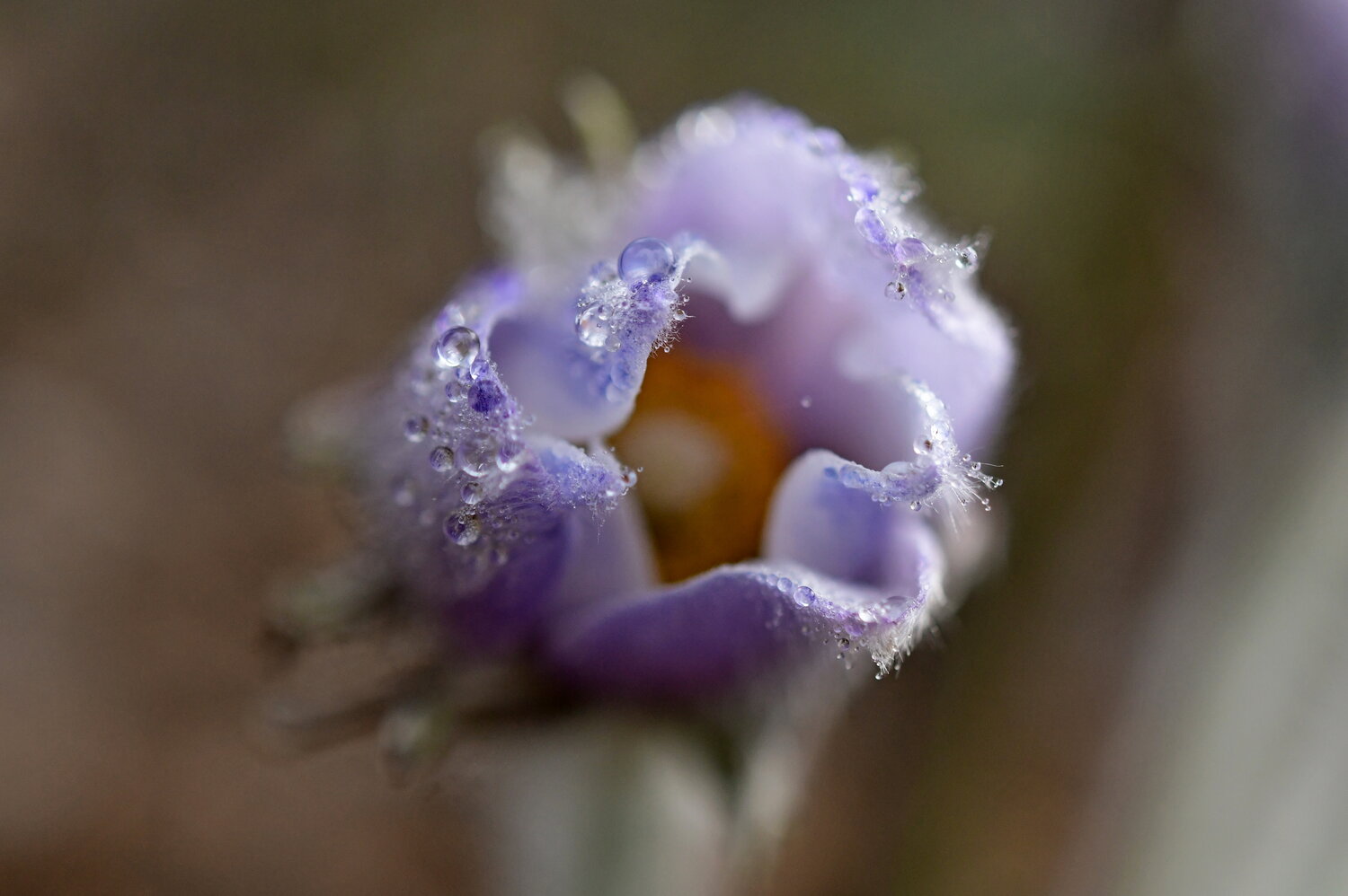 Photo #13505320