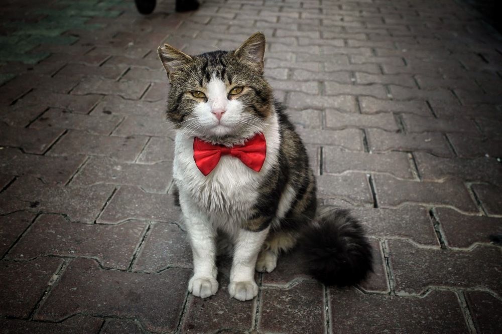 The Gentleman of the Street