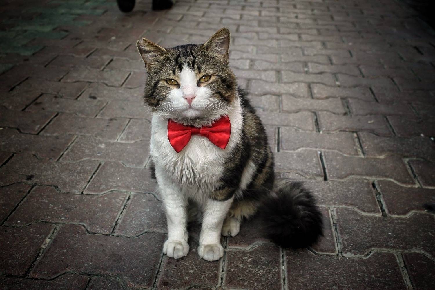 The Gentleman of the Street