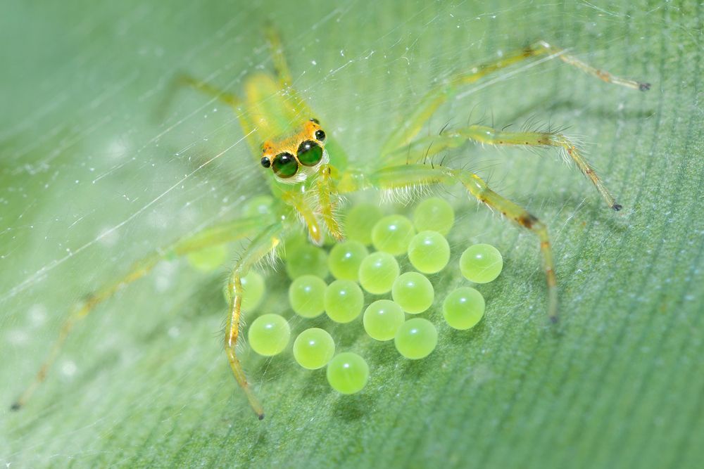 Green love