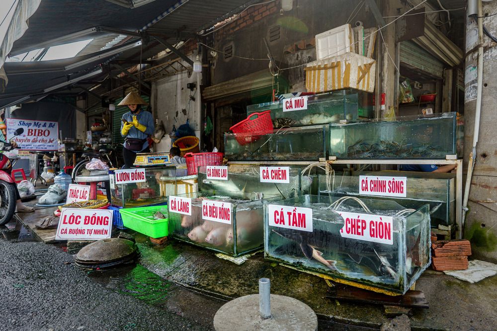 fish in market