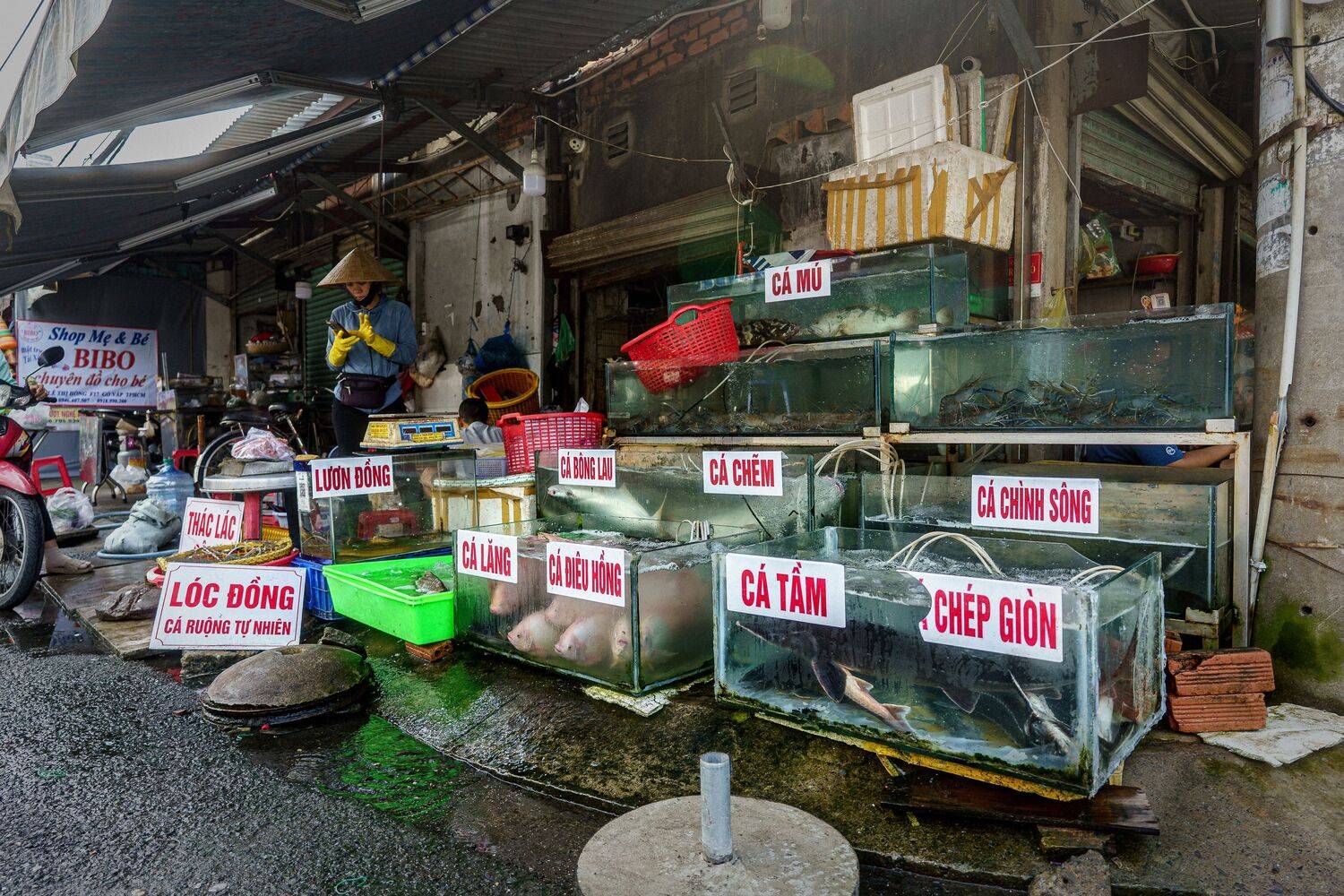 fish in market