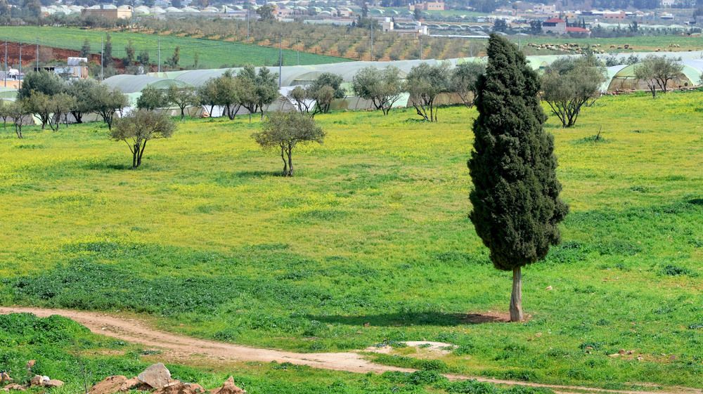 A cypress tree in a plain amidst spring flowers