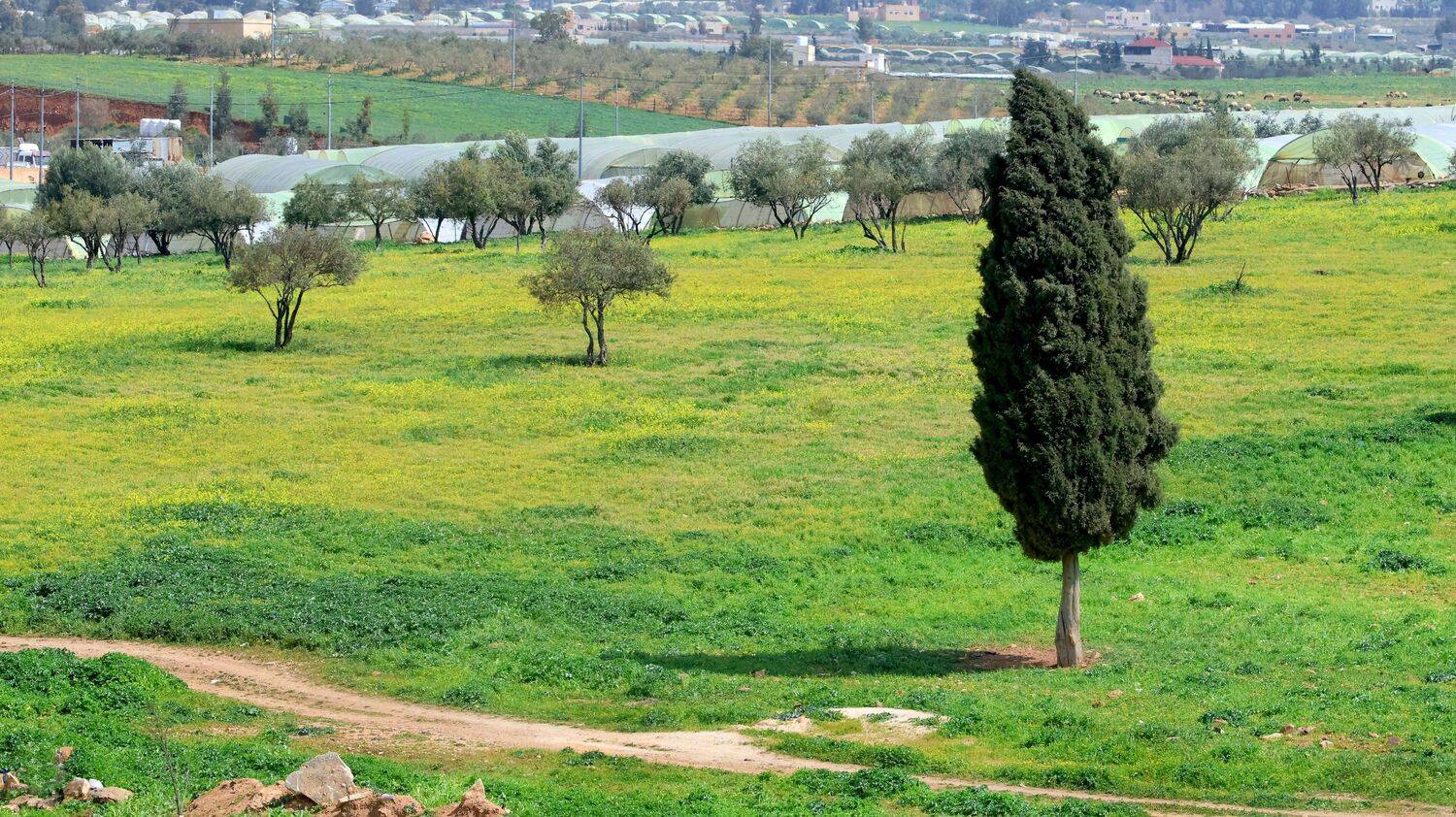 A cypress tree in a plain amidst spring flowers
