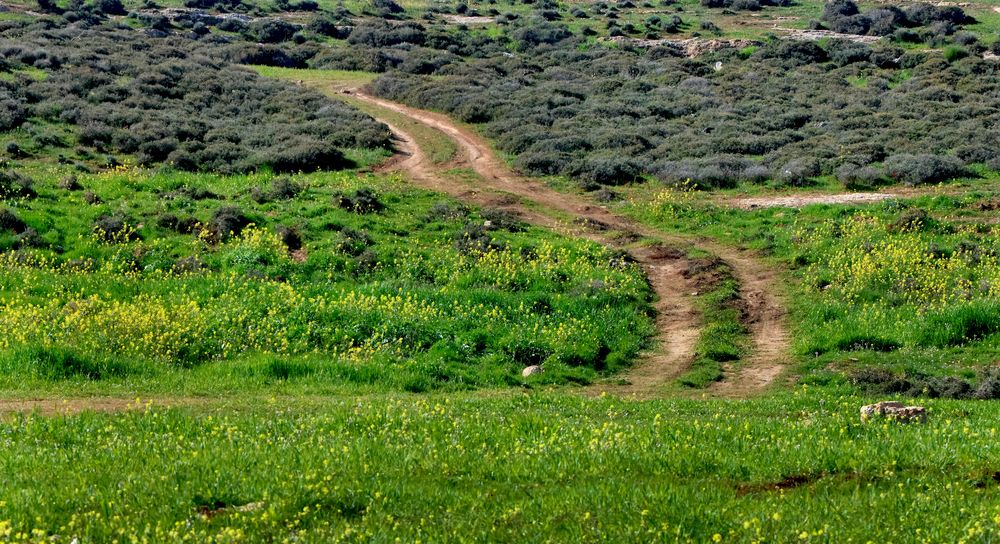 A green field with green grass sprouting
