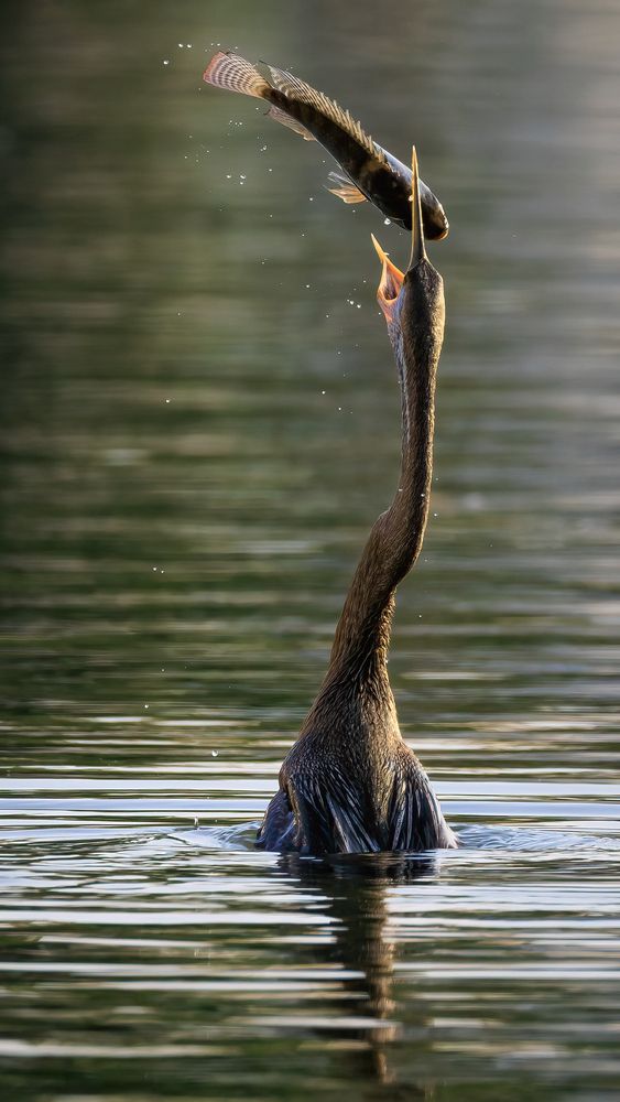 Photograph by Chau Nguyen