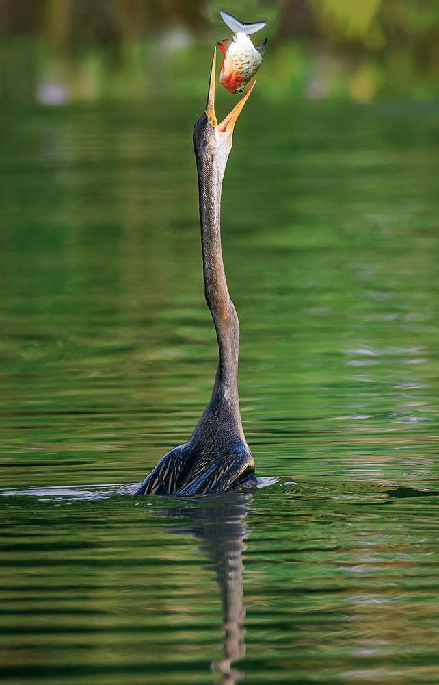 Photograph by Chau Nguyen