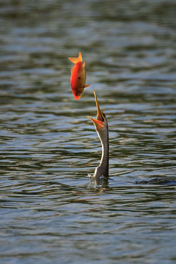 Photograph by Chau Nguyen
