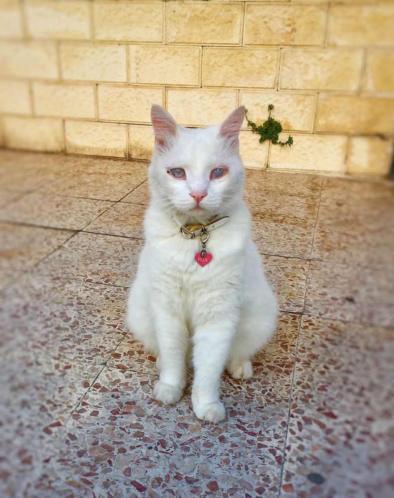 Quiet Elegance