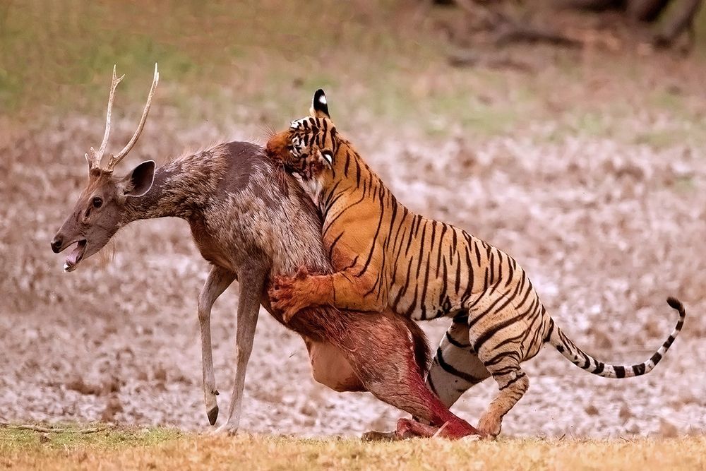 Photograph by venkateswarlu kola
