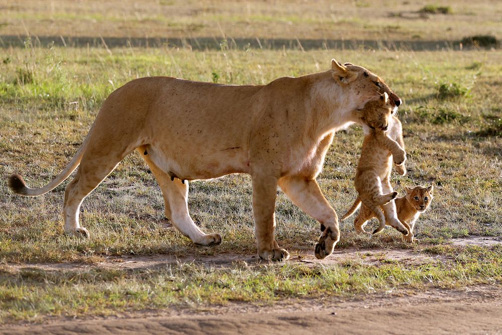 Photograph by venkateswarlu kola