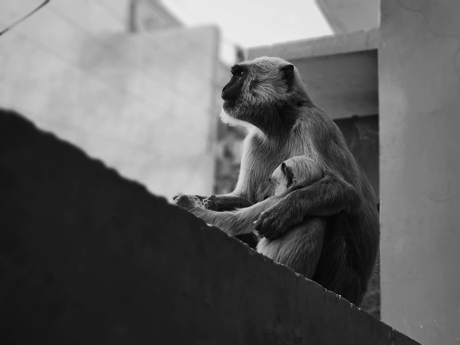 Mother Protects Her Child