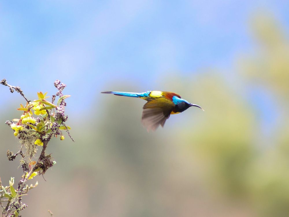Green-tailed Sunbird