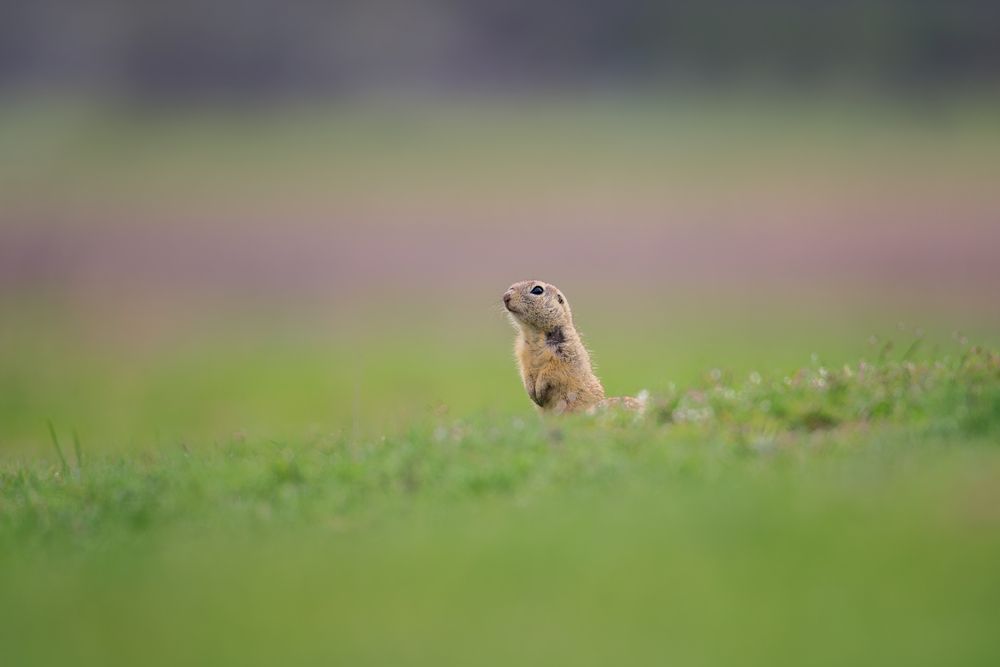 Photograph by Lyubomir Momchilov