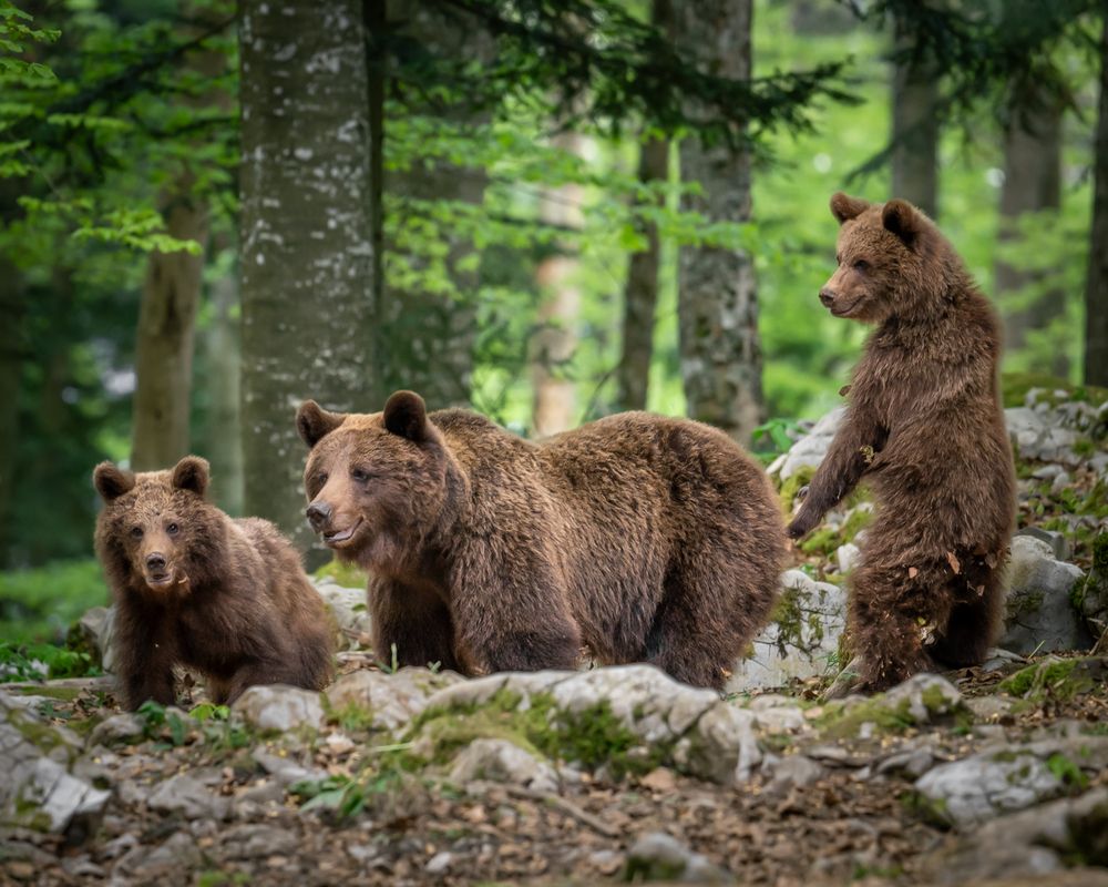 Photograph by Nikola Stevanović