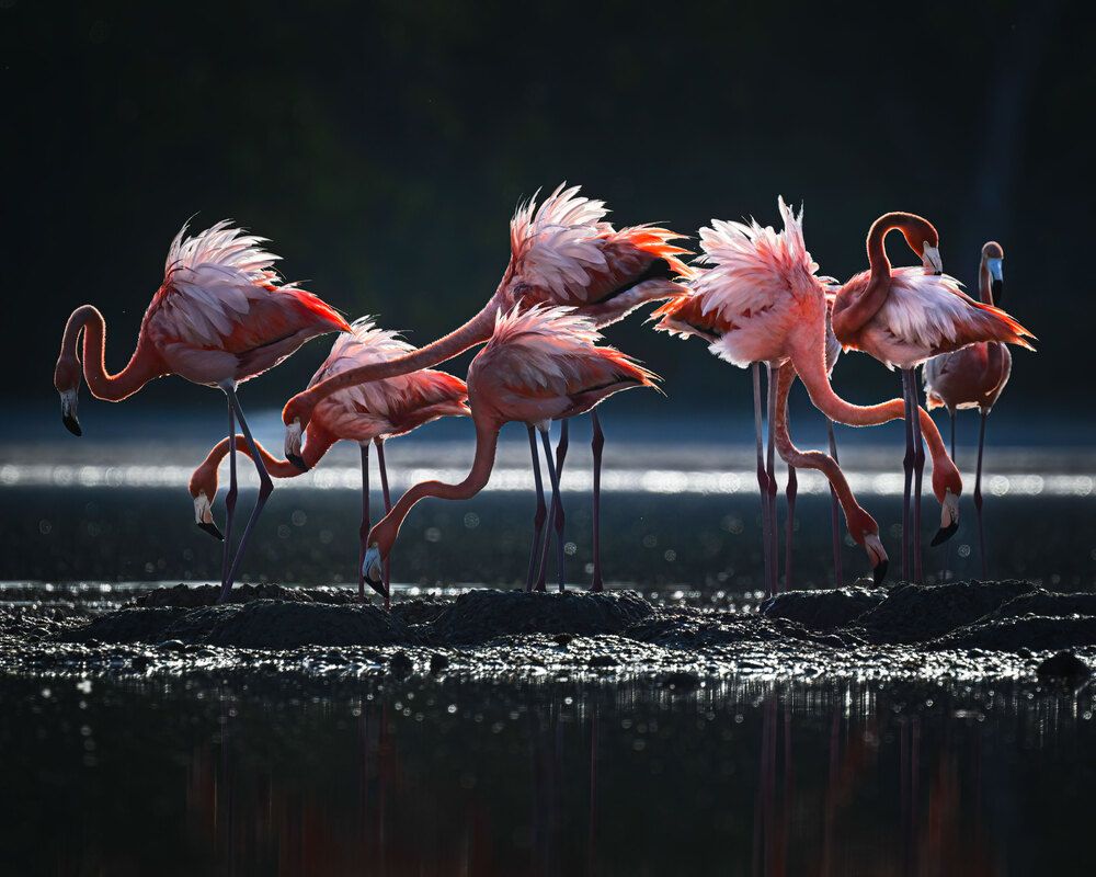 Pink Feather Flowing Light