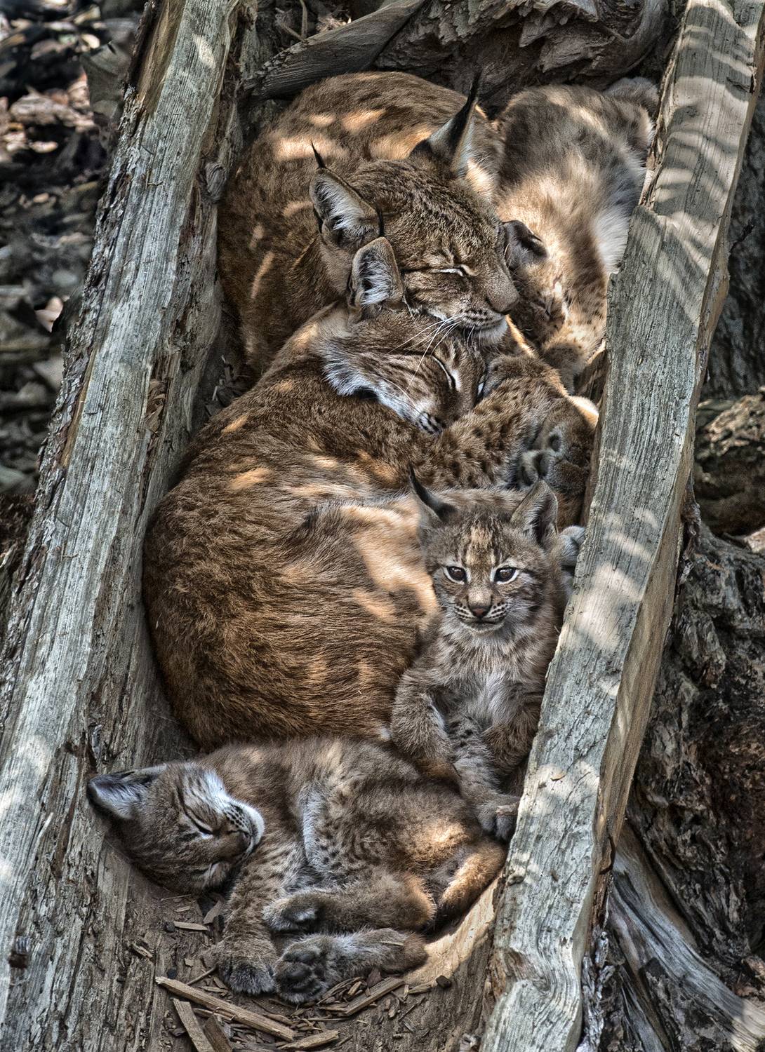 Lynx Family