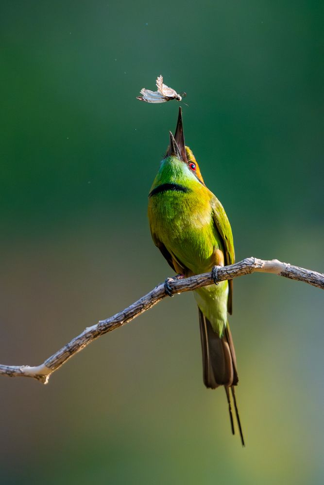 Photograph by Minh Vu Pham